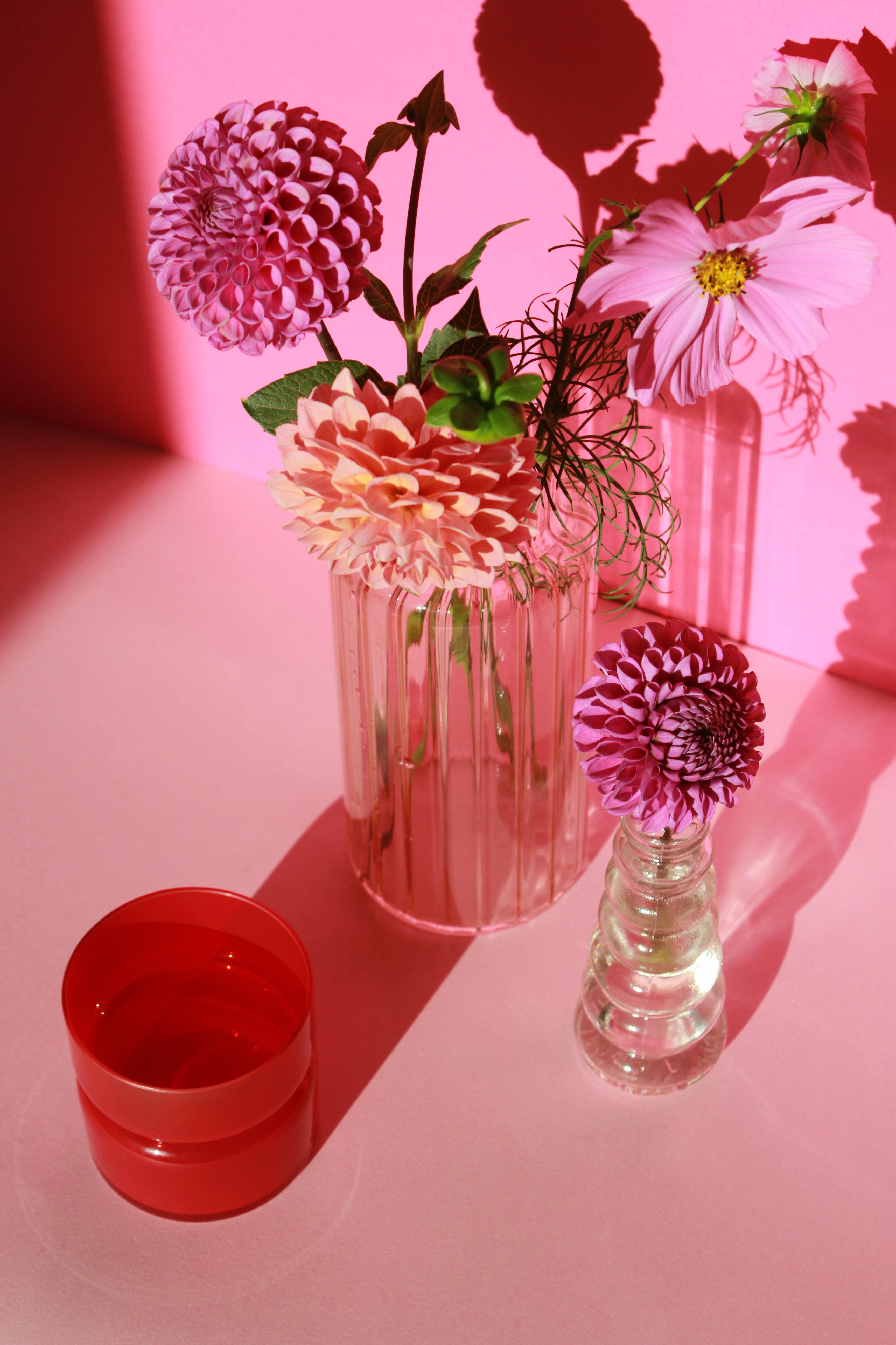 tulp • space cherry